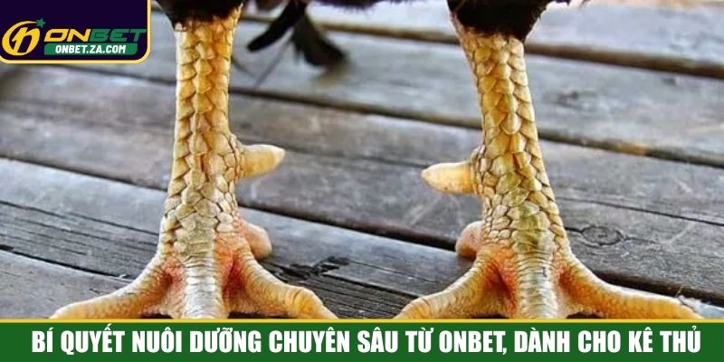 Bí quyết nuôi dưỡng chuyên sâu từ Onbet, dành cho kê thủ