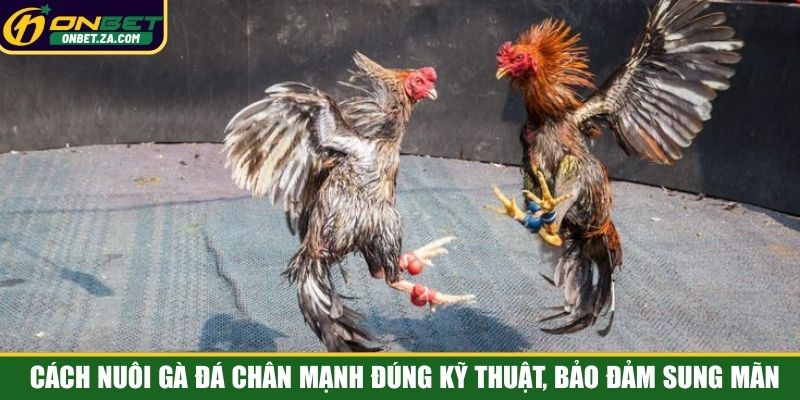 Cách nuôi gà đá chân mạnh đúng kỹ thuật, bảo đảm sung mãn