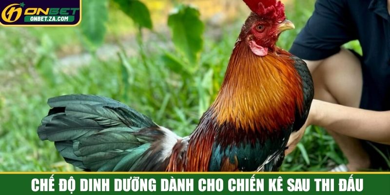 Chế độ dinh dưỡng dành cho chiến kê sau thi đấu