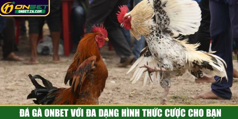 Đá gà Onbet với đa dạng hình thức cược cho bạn