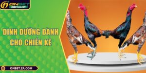 Dinh Dưỡng Dành Cho Chiến Kê - Bí Quyết Cho Gà Sung Mãn
