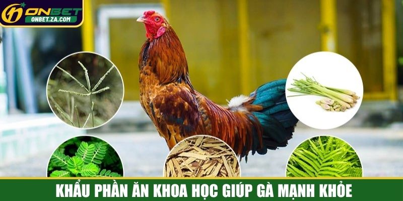 Khẩu phần ăn khoa học giúp gà mạnh khỏe