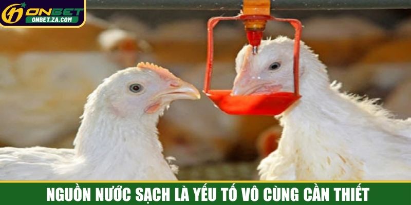 Nguồn nước sạch là yếu tố vô cùng cần thiết