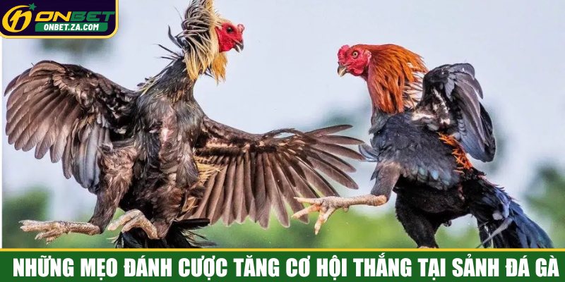 Những mẹo đánh cược tăng cơ hội thắng tại sảnh đá gà