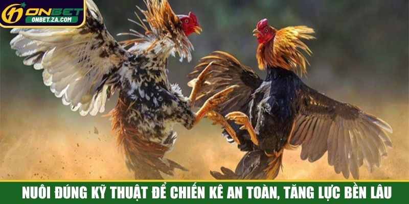 Nuôi đúng kỹ thuật để chiến kê an toàn, tăng lực bền lâu