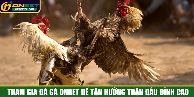 Tham gia đá gà Onbet để tận hưởng trận đấu đỉnh cao